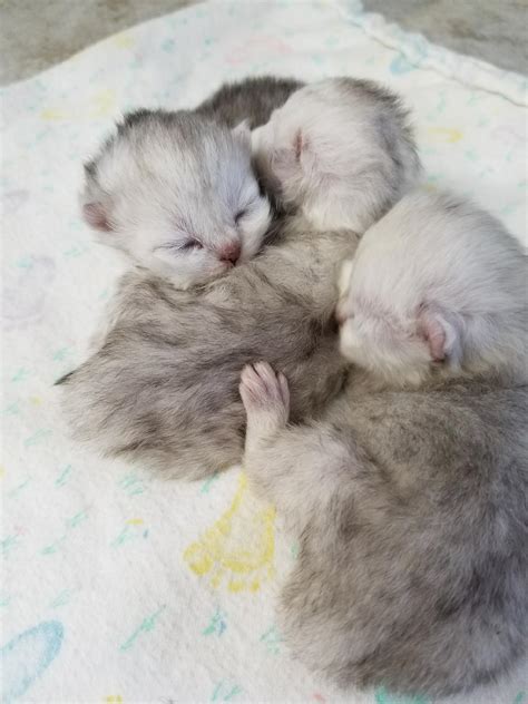 New Born Persian Cats