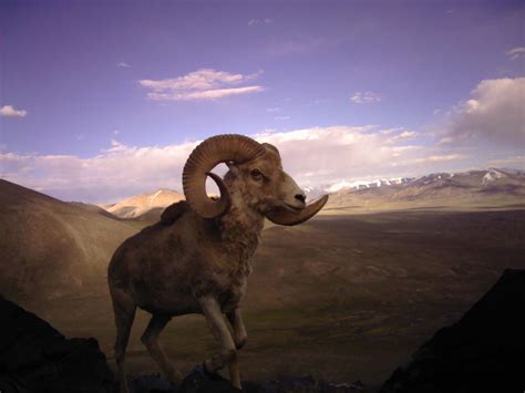 Argali Sheep | The Central Asian Mammals and Climate Adaptation (CAMCA ...