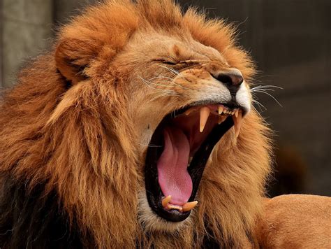 Man Killed by Lions He Held Captive for Entertainment | PETA