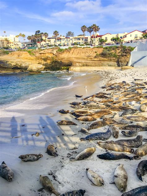 La Jolla Seals and Sea Lions: Exactly How to Visit [Map] - La Jolla Mom