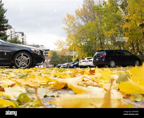 Yellow maple tree leaves in parking lot hi-res stock photography and ...