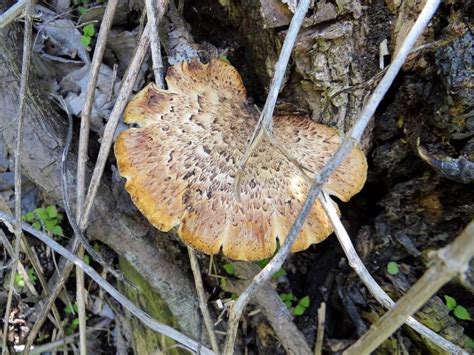 Morels Aren’t the Only Edible Fungus in Spring •Nebraskaland Magazine