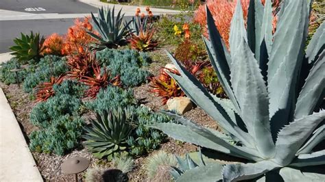 26 Drought Tolerant Plants That Will Survive The Driest Conditions