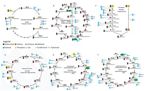 Six natural CO2-fixation pathways. A, Calvin cycle; B,... | Download Scientific Diagram