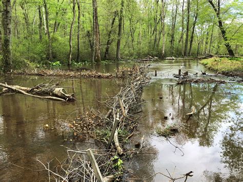 The Importance of Wetlands in Hurricane-Damage Prevention - Greenvest