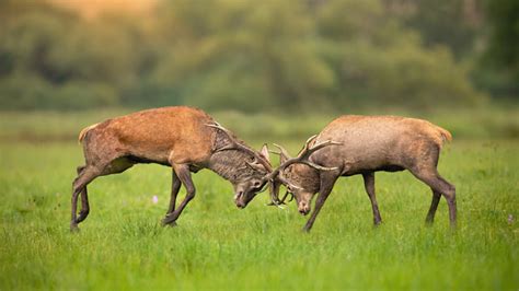 Deer Fighting Images – Browse 15,958 Stock Photos, Vectors, and Video ...