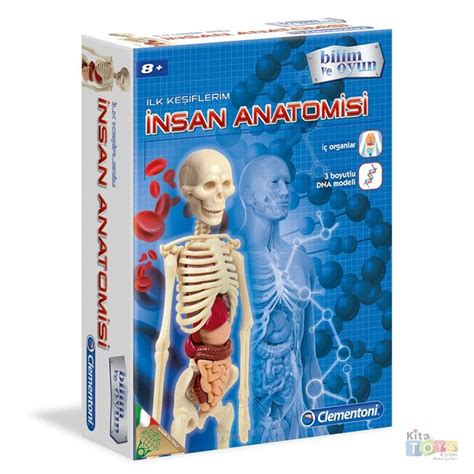 İnsan Anatomisi Modeli (İskelet Sistemi, İç Organlar) 64297 Maketi ...