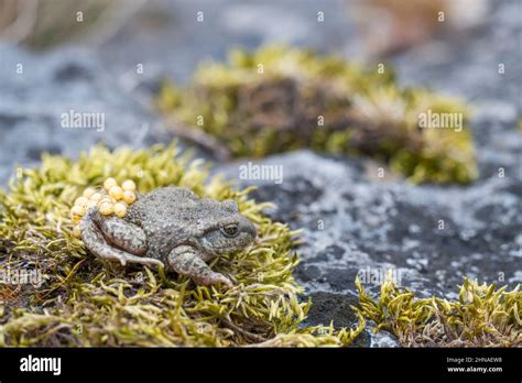 Common midwife toad (Alytes obstetricans), male with eggs Stock Photo - Alamy