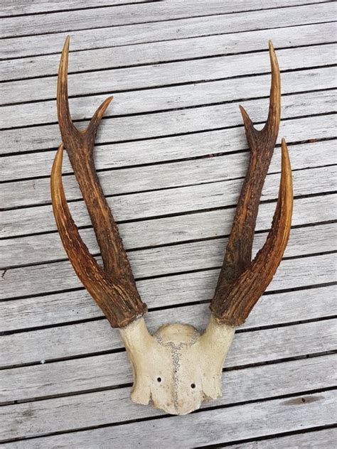 Antique Sambar Deer antlers on part-skull - Rusa unicolor - 50cm - Catawiki