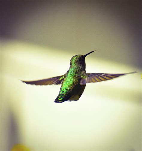 Pacific northwest hummingbirds Photograph by Allene Long - Fine Art America