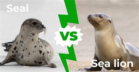 Elephant Seal Vs Sea Lion