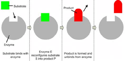 Enzyme Substrate Graph