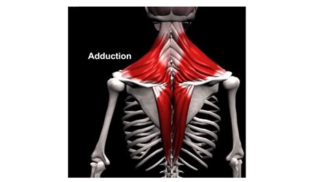 Conheça a musculatura de Trapézio e Roimboides