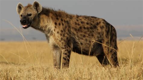 Decoding the Hyena's Laugh: Understanding the Meaning Behind the Famous Giggle Call - MRCSL