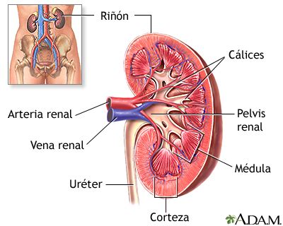 Anatomía del riñón: MedlinePlus enciclopedia médica illustración