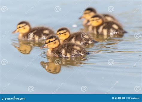 Ducklings Swimming on a Pond Stock Photo - Image of outdoors, pond ...