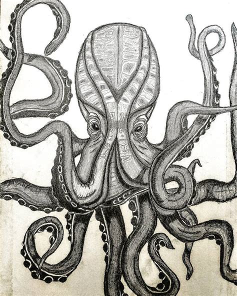 How To Draw A Real Octopus