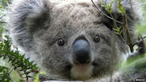 Koalas hug trees to lose heat - BBC News