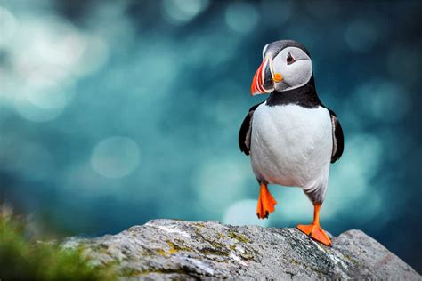 Wildlife and Animals in Iceland: Puffins and More | I am Reykjavik