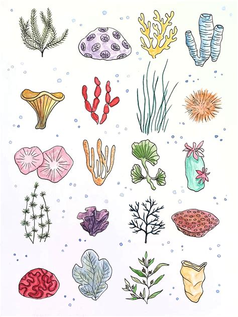 Corals: Watercolor Original Illustration | Etsy | Coral drawing, Coral art, Coral reef drawing