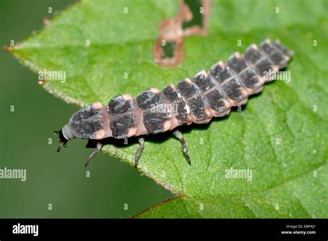 glowworm, glow-worm, great European glow-worm beetle (Lampyris noctiluca), larva on leaf ...