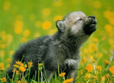 Gray Wolf Pup. is this for real? Zoo Animals, Funny Animals, Cute ...