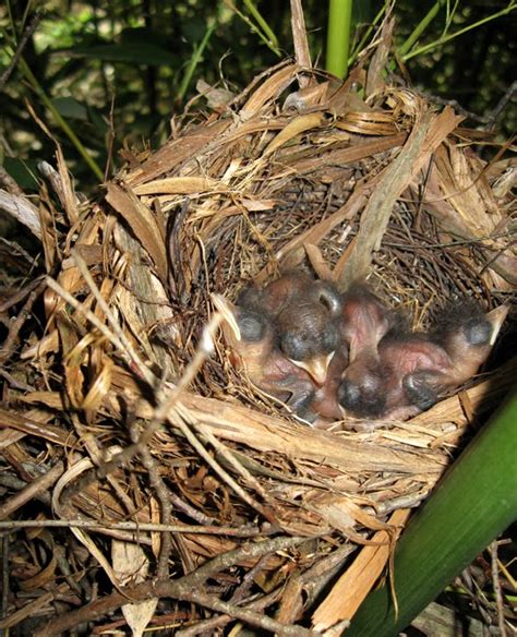 Matthew Fels: Gray Catbird Eggs And Newborn Babies