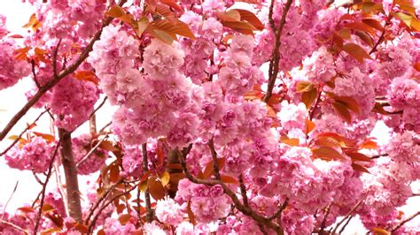 Cherry Blossom Free Stock Photo - Public Domain Pictures