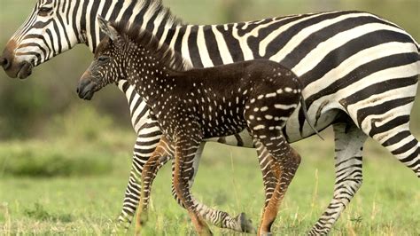 Rare spotted baby zebra discovered by wildlife photographer | Photo