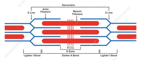 Sarcomere Structure