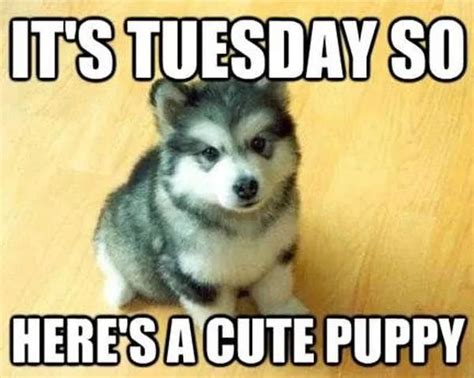 100 Funny Tuesday Memes, Pictures & Images for Motivation | Funny dogs, Dog memes, Cute puppy meme