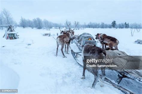 164 North Pole Reindeer Stock Photos, High-Res Pictures, and Images ...