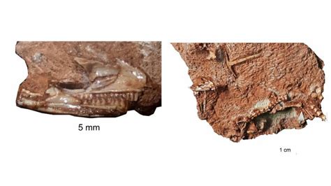 Modern lizards originated much earlier than previously thought