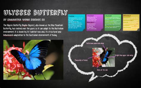 Ulysses butterfly by Samantha Wong on Prezi