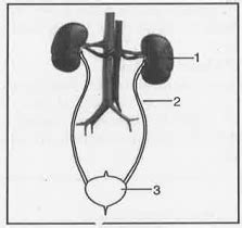 Human Excretory System Diagram Labeled