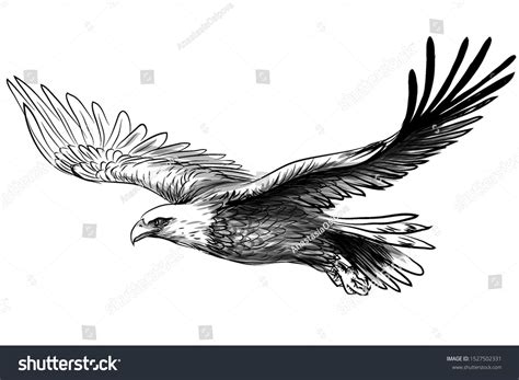 Soaring Bald Eagle Graphic Black White Stock Vector (Royalty Free ...