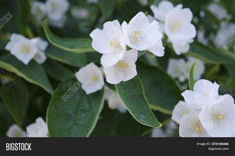 Jasmine Flowers Image & Photo (Free Trial) | Bigstock