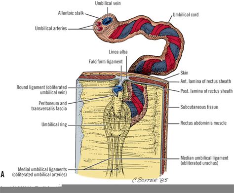 Nuchal Cord Diagram