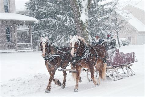 Horse Drawn Sleigh In Terre Hill | Horses, Horse wagon, Beautiful horses