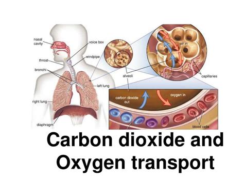 Transport Of Oxygen And Carbon Dioxide In Blood Ppt - Transport Informations Lane