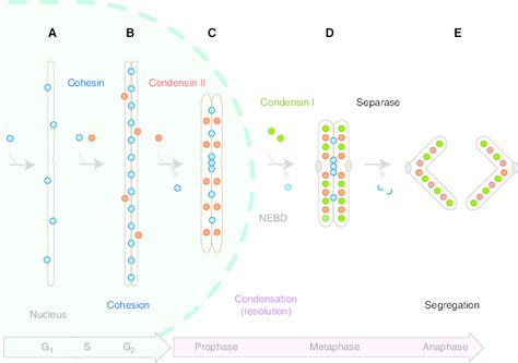 Overview of the behaviors of cohesin and condensins during the cell ...