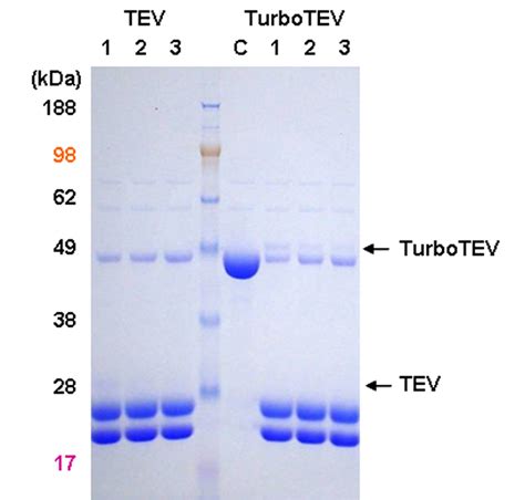 Tag 절단 protease인 TurboTEV(TEV Protease) | 연구용제품 > Bio마켓 | BRIC