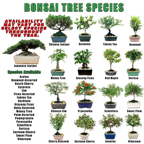 10" Bonsai Tree (Pack: 4) - Wholesale | Eve's Garden, Inc.