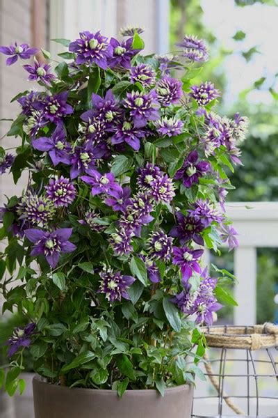 Buy Taiga Clematis | FREE SHIPPING | Wilson Bros Gardens