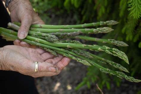 Ten Benefits of the Shatavari Herb - Mekosha