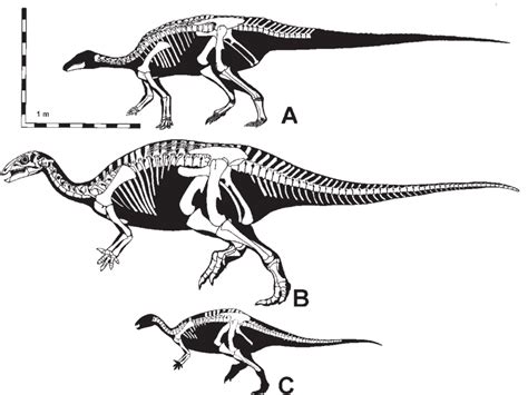 —Skeletal reconstructions of Camptosaurus. A, C. aphanoecetes; B, C.... | Download Scientific ...