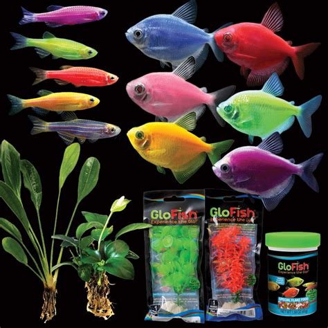 17+ best images about Buy GloFish® Online on Pinterest | Blue colors, Colors and Spring collection