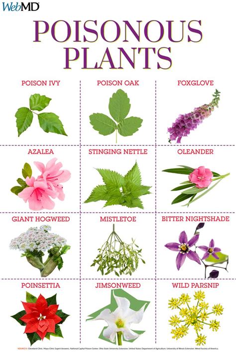 Guide to Poisonous Plants | Poisonous plants, Poison ivy plants, Plants