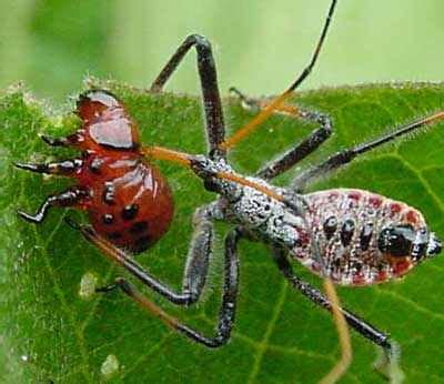 10 Formidable Predatory Insects - Listverse