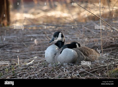 Canada Goose Nesting Stock Photo - Alamy